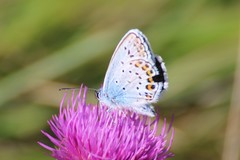 Plebejus argus