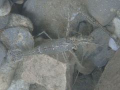 Macrobrachium australe