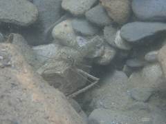 Macrobrachium australe