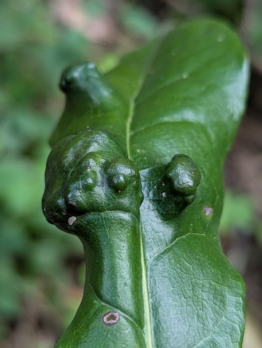 Aceria barbujanae