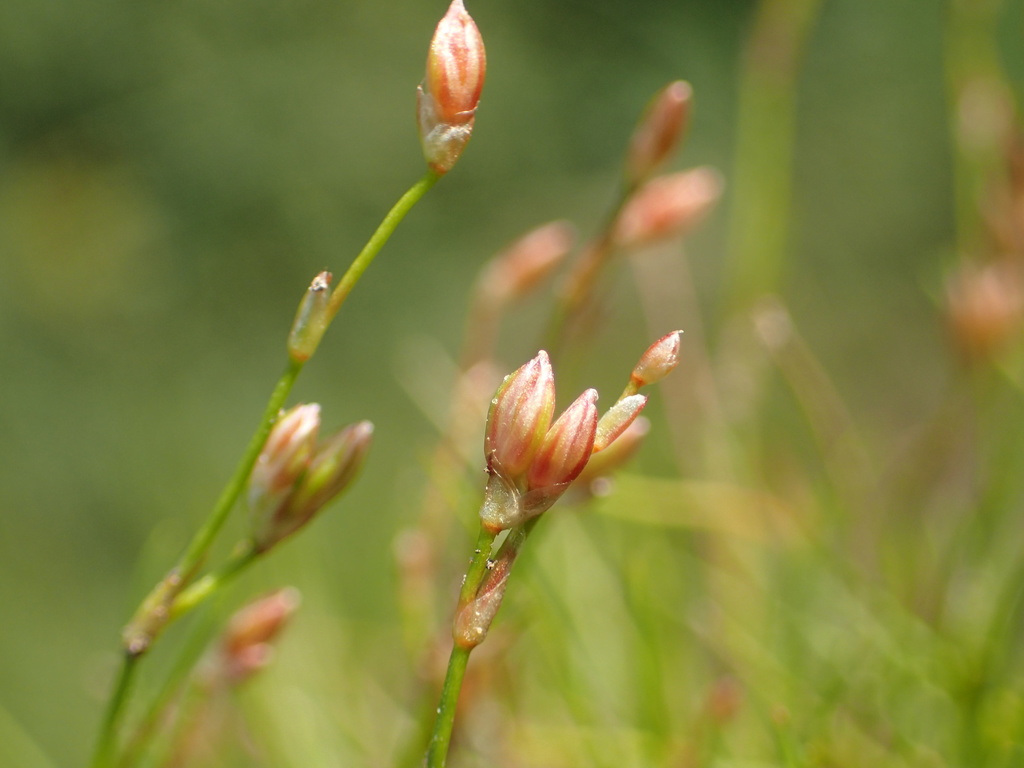 Creeping Rush
