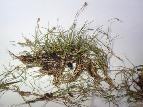 Image of Juncus subtilis by no rights reserved