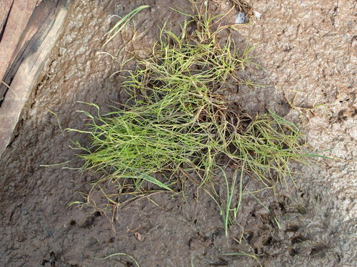 Image of Juncus subtilis by no rights reserved