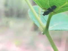 Dryophilocoris flavoquadrimaculatus
