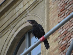 Corvus corone