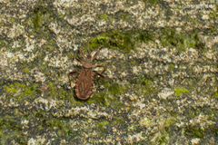 Lisarda rhypara