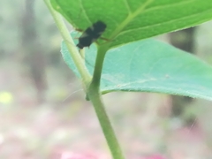 Dryophilocoris flavoquadrimaculatus