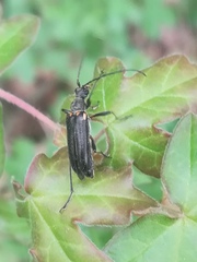 Cortodera humeralis