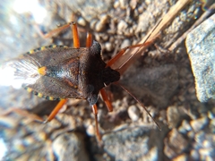 Pentatoma rufipes