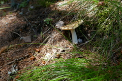 Amanita junquillea