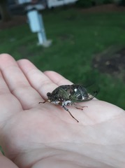 Neotibicen pruinosus