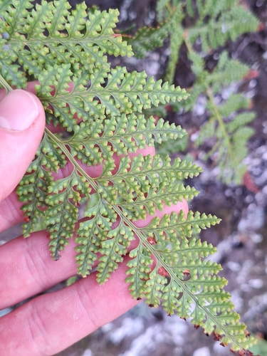 Image of Davallia griffithiana by (c) Oscar Dove, some rights reserved (CC BY)