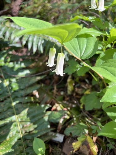 Image of Prosartes smithii by (c) Judi Sanders, some rights reserved (CC BY)