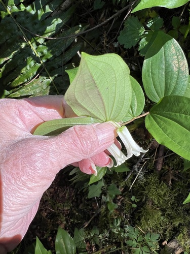 Image of Prosartes smithii by (c) Judi Sanders, some rights reserved (CC BY)