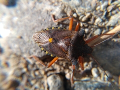 Pentatoma rufipes