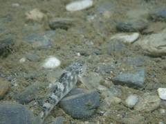 Rhinogobius gigas