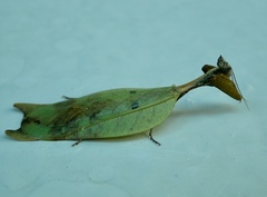 Metilia