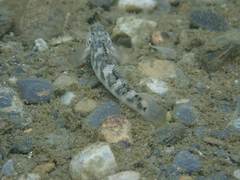 Rhinogobius gigas