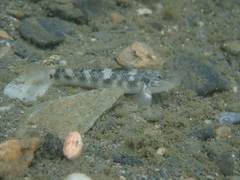 Rhinogobius gigas