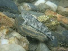 Rhinogobius gigas