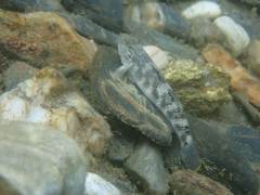 Rhinogobius gigas