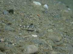 Rhinogobius gigas