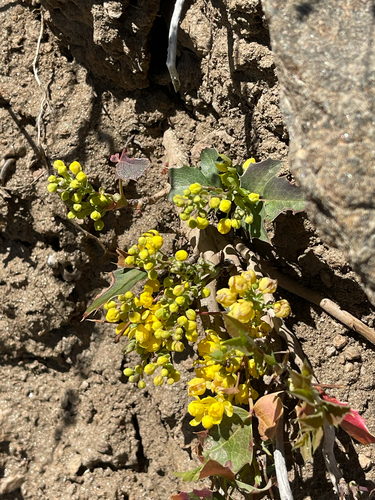 Mahonia repens