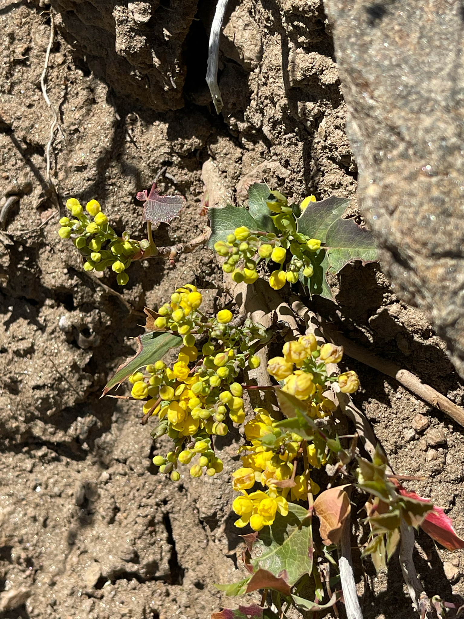 Mahonia repens