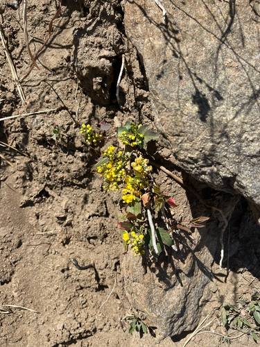 Mahonia repens