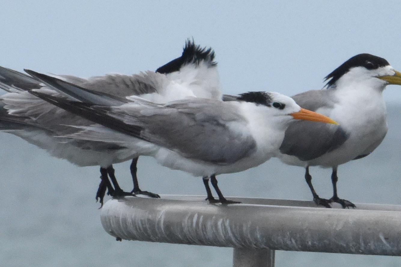 Lesser Crested Tern