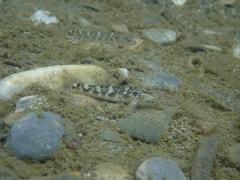 Rhinogobius gigas