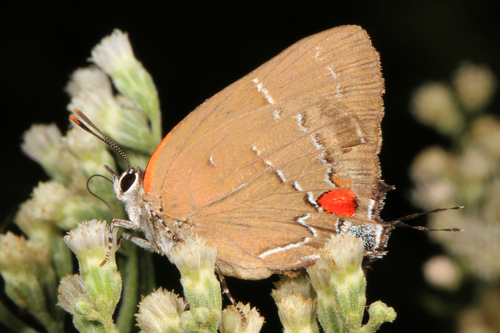 White M Hairstreak photo 3