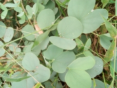Piliostigma reticulatum