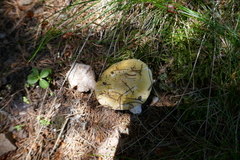 Amanita junquillea