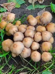 Coprinellus
