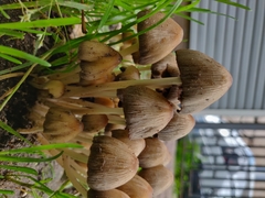 Coprinellus