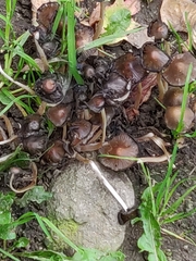 Coprinellus