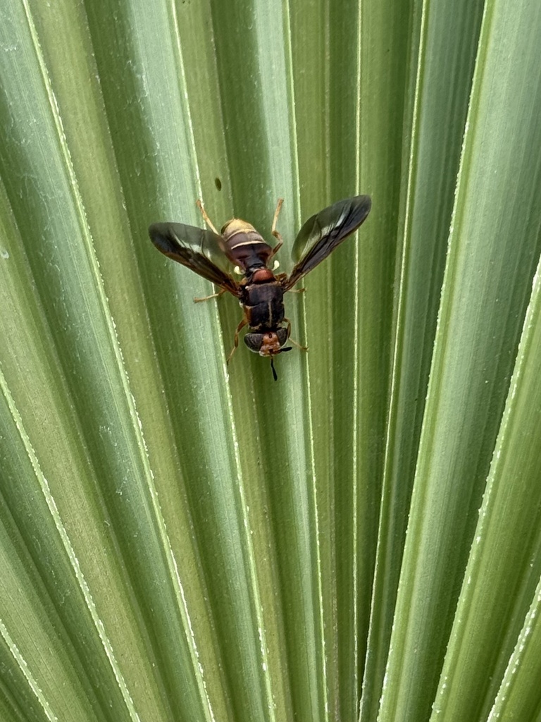 Agave Fly