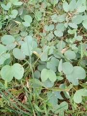 Piliostigma reticulatum