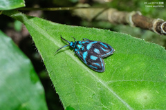 Clelea sapphirina