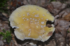 Amanita junquillea