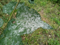 Phyllactinia populi