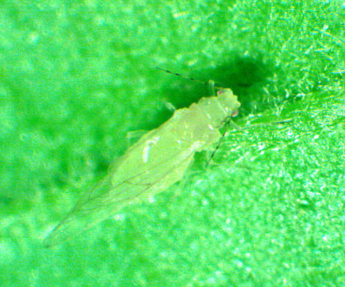 Oak aphid