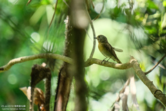 Cyornis hainanus
