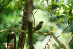 Cyornis hainanus