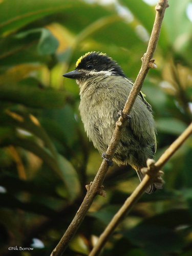 Western Tinkerbird
