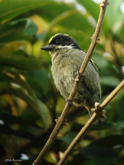 Pogoniulus coryphaea