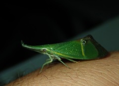 Odontoptera carrenoi