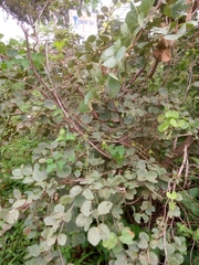 Piliostigma reticulatum