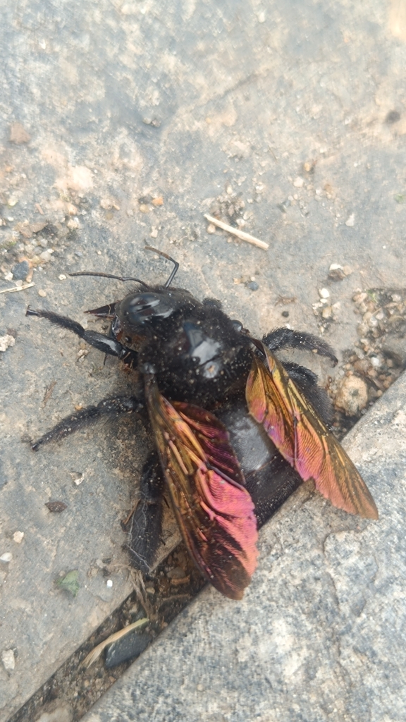 Sonoran carpenter bee